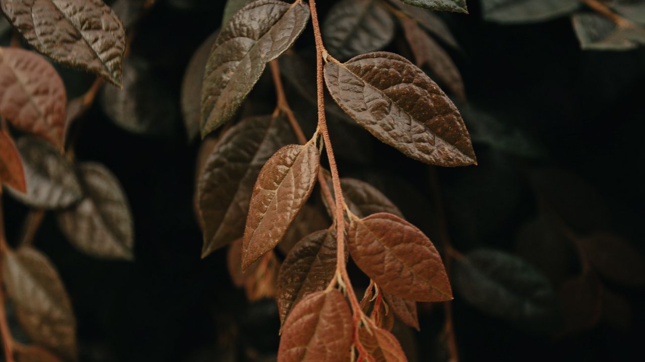 Wallpaper leaves, branch, macro, veins
