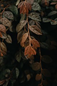 Preview wallpaper leaves, branch, macro, veins