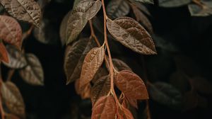 Preview wallpaper leaves, branch, macro, veins