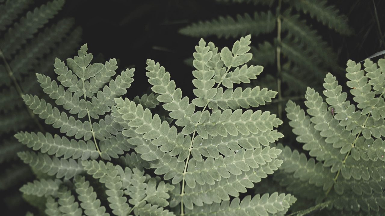 Wallpaper leaves, branch, macro, green