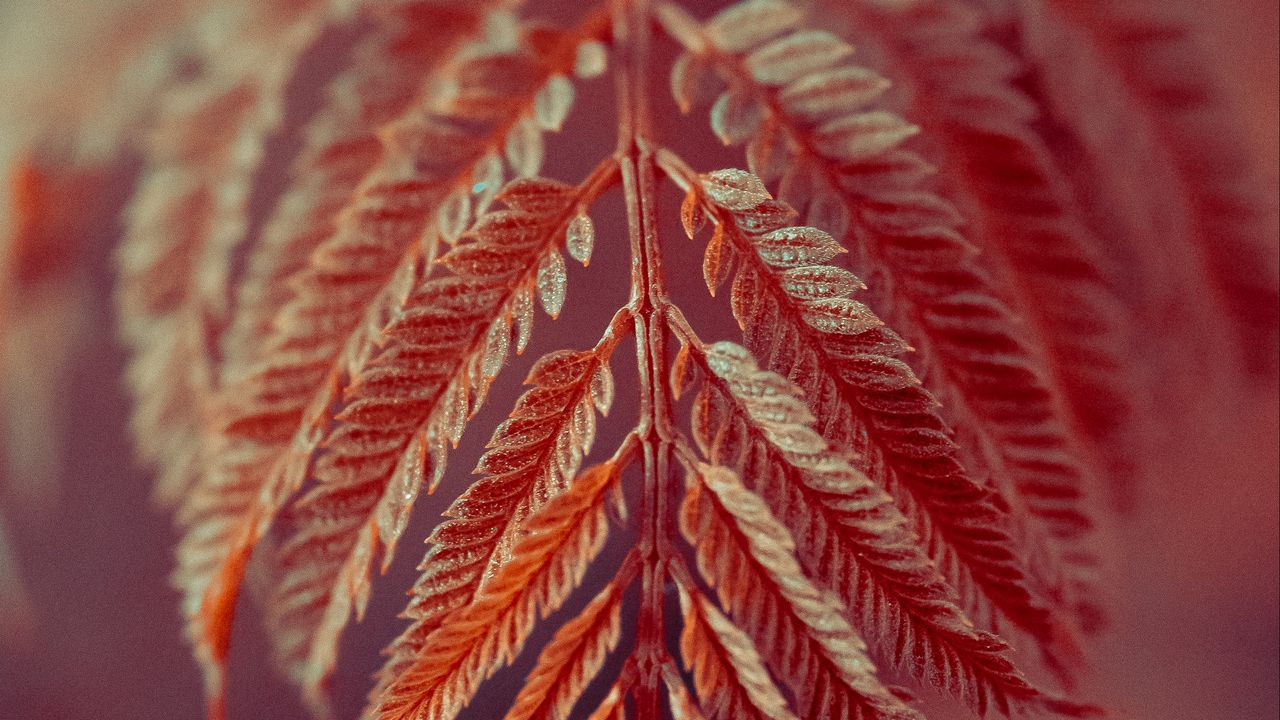Wallpaper leaves, branch, macro, red