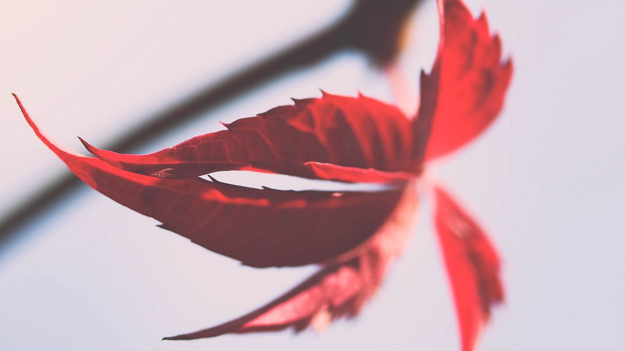 Wallpaper leaves, branch, macro, autumn, red