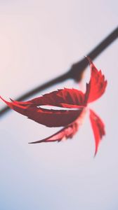 Preview wallpaper leaves, branch, macro, autumn, red