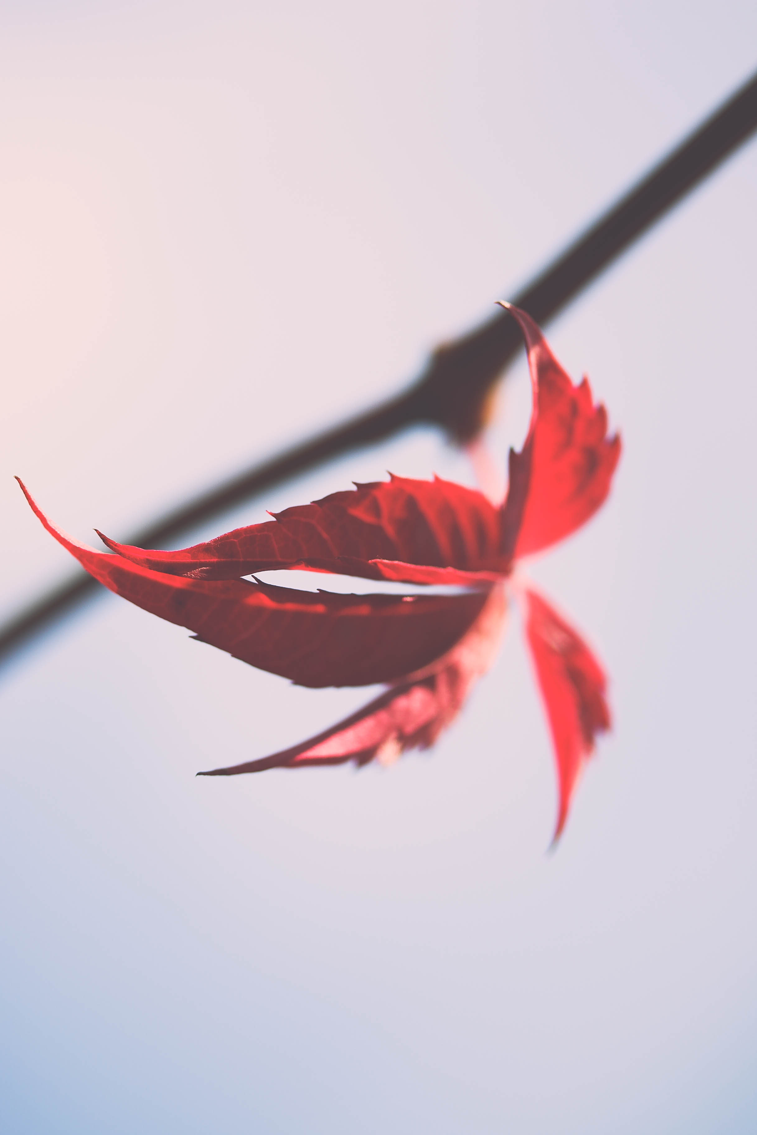 Download wallpaper 2432x3648 leaves, branch, macro, autumn, red hd