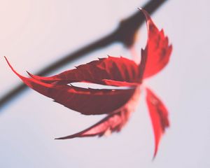 Preview wallpaper leaves, branch, macro, autumn, red