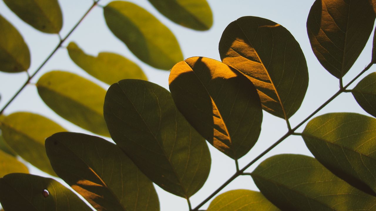 Wallpaper leaves, branch, macro, light