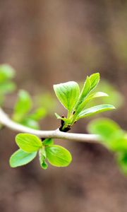 Preview wallpaper leaves, branch, macro, blur, spring