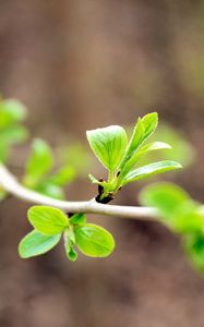 Preview wallpaper leaves, branch, macro, blur, spring