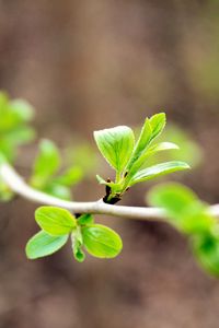 Preview wallpaper leaves, branch, macro, blur, spring