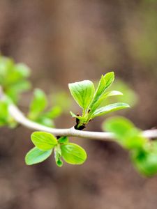 Preview wallpaper leaves, branch, macro, blur, spring