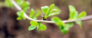 Preview wallpaper leaves, branch, macro, blur, spring