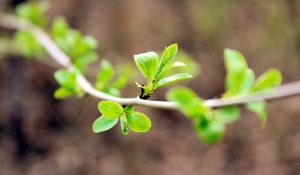 Preview wallpaper leaves, branch, macro, blur, spring