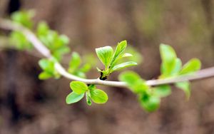 Preview wallpaper leaves, branch, macro, blur, spring