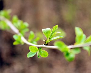 Preview wallpaper leaves, branch, macro, blur, spring