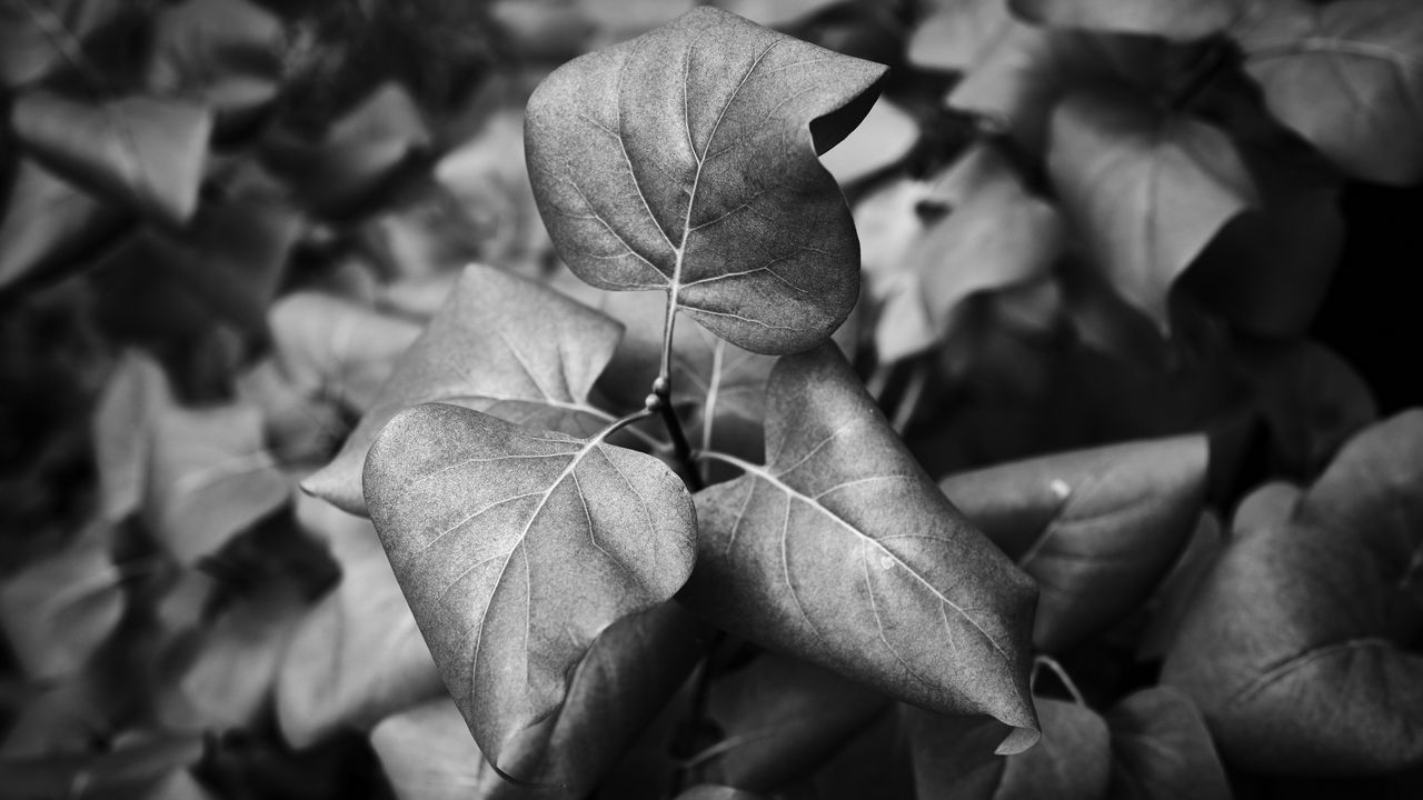 Wallpaper leaves, branch, macro, black and white