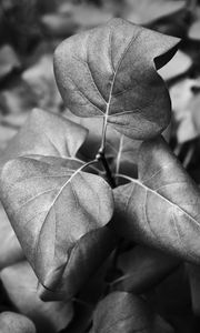 Preview wallpaper leaves, branch, macro, black and white