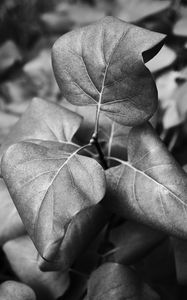 Preview wallpaper leaves, branch, macro, black and white