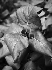 Preview wallpaper leaves, branch, macro, black and white