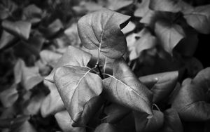 Preview wallpaper leaves, branch, macro, black and white