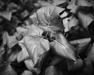 Preview wallpaper leaves, branch, macro, black and white