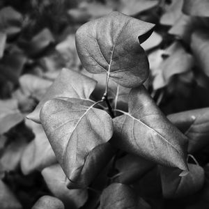 Preview wallpaper leaves, branch, macro, black and white