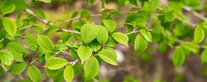 Preview wallpaper leaves, branch, nature, green