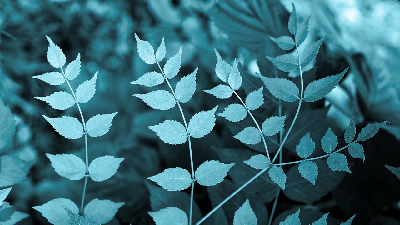 Wallpaper leaves, branch, nature, macro