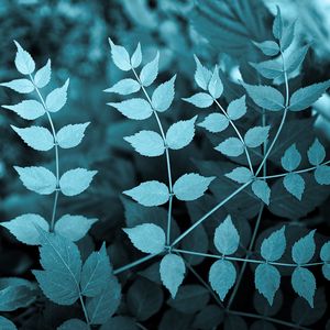 Preview wallpaper leaves, branch, nature, macro