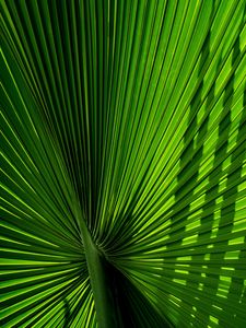 Preview wallpaper leaves, branch, palm, green, carved