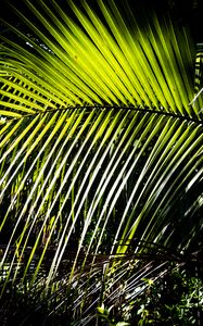 Preview wallpaper leaves, branch, palm tree, light, shadows, nature, green