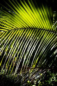 Preview wallpaper leaves, branch, palm tree, light, shadows, nature, green