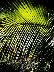 Preview wallpaper leaves, branch, palm tree, light, shadows, nature, green