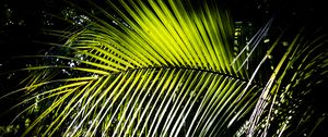 Preview wallpaper leaves, branch, palm tree, light, shadows, nature, green