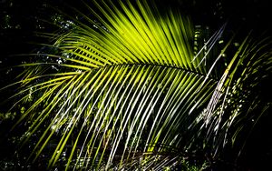 Preview wallpaper leaves, branch, palm tree, light, shadows, nature, green