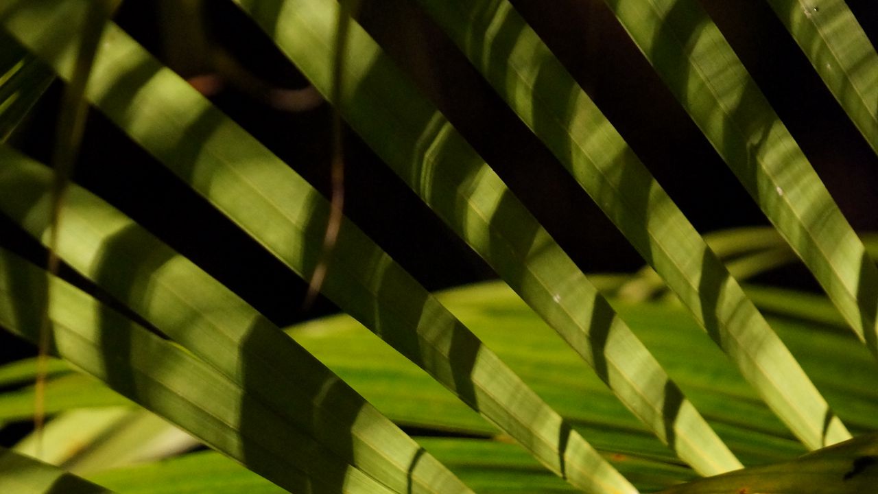 Wallpaper leaves, branch, palm tree, shadows, macro