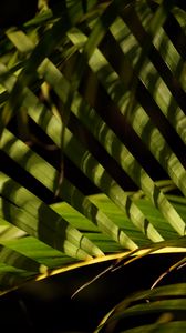 Preview wallpaper leaves, branch, palm tree, shadows, macro