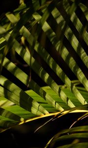 Preview wallpaper leaves, branch, palm tree, shadows, macro