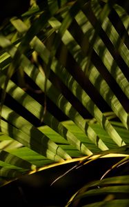 Preview wallpaper leaves, branch, palm tree, shadows, macro