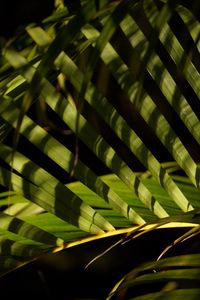 Preview wallpaper leaves, branch, palm tree, shadows, macro