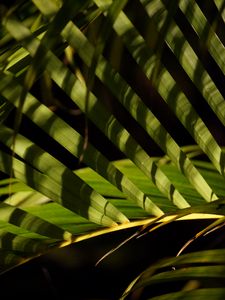 Preview wallpaper leaves, branch, palm tree, shadows, macro