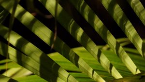 Preview wallpaper leaves, branch, palm tree, shadows, macro