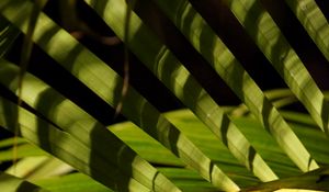 Preview wallpaper leaves, branch, palm tree, shadows, macro