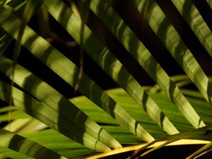 Preview wallpaper leaves, branch, palm tree, shadows, macro