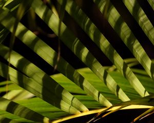 Preview wallpaper leaves, branch, palm tree, shadows, macro