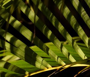 Preview wallpaper leaves, branch, palm tree, shadows, macro