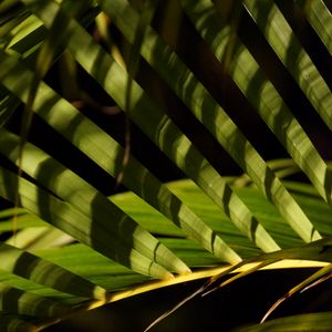 Preview wallpaper leaves, branch, palm tree, shadows, macro