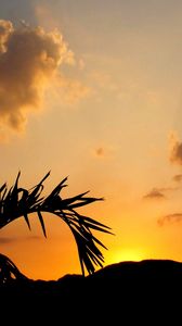 Preview wallpaper leaves, branch, palm tree, sunset, silhouette