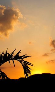 Preview wallpaper leaves, branch, palm tree, sunset, silhouette