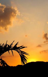 Preview wallpaper leaves, branch, palm tree, sunset, silhouette