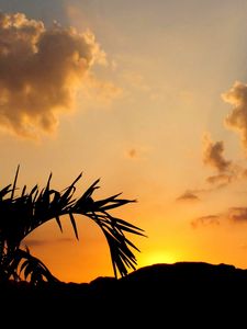 Preview wallpaper leaves, branch, palm tree, sunset, silhouette